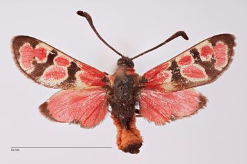 Vorschaubild Zygaena (Agrumenia) rosinae Korb, 1903